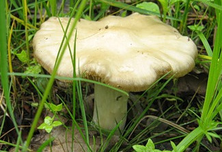   Entoloma saepium